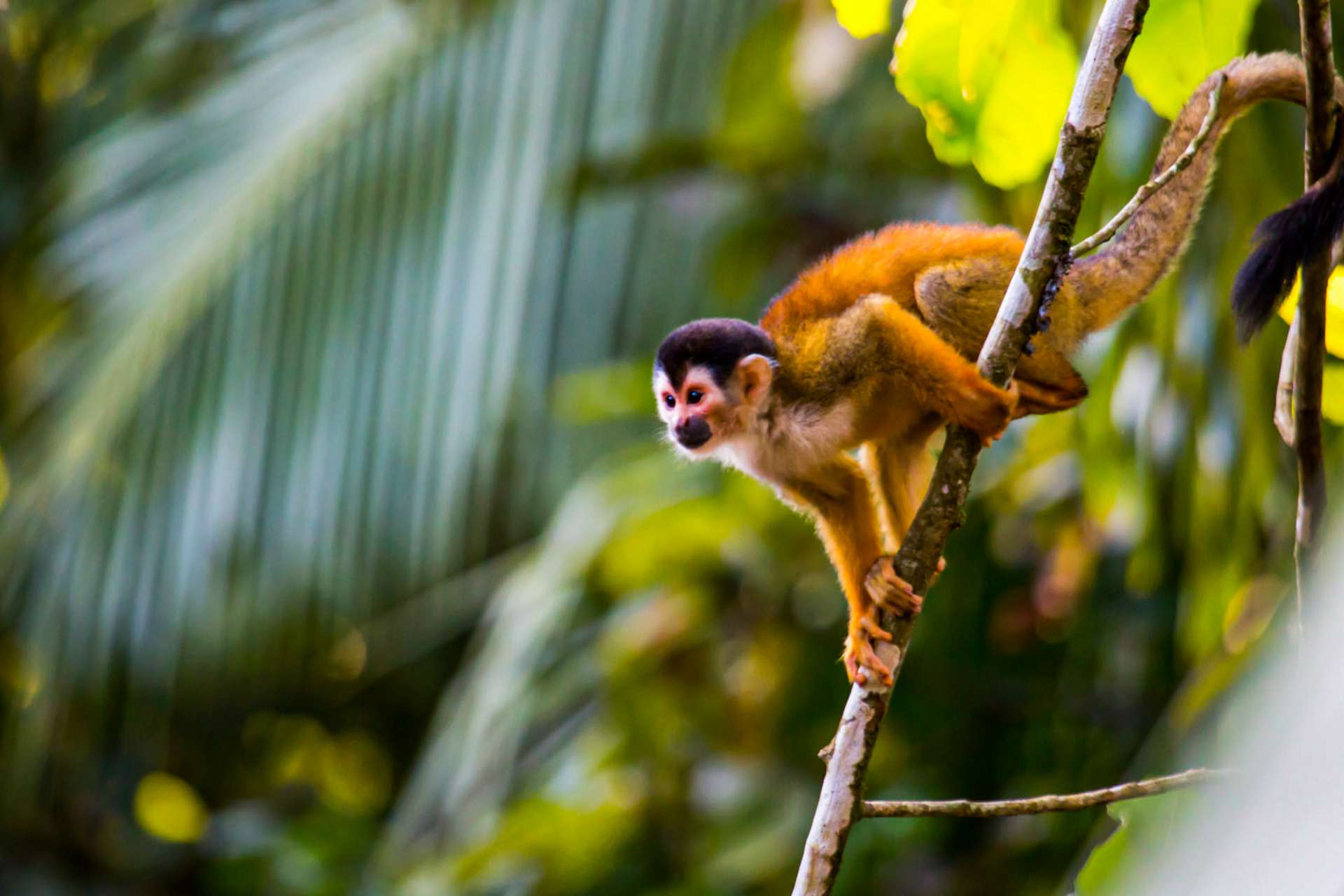 Costa Rica selfdrive holidays 2024 / 2025 Travelbag