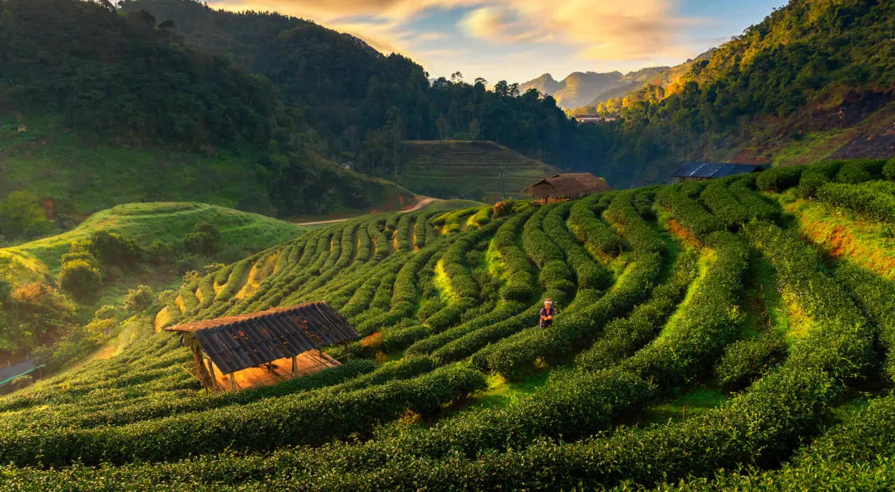 Chiang Mai – thành phố cổ xinh đẹp giữa núi rừng phía Bắc Thái Lan