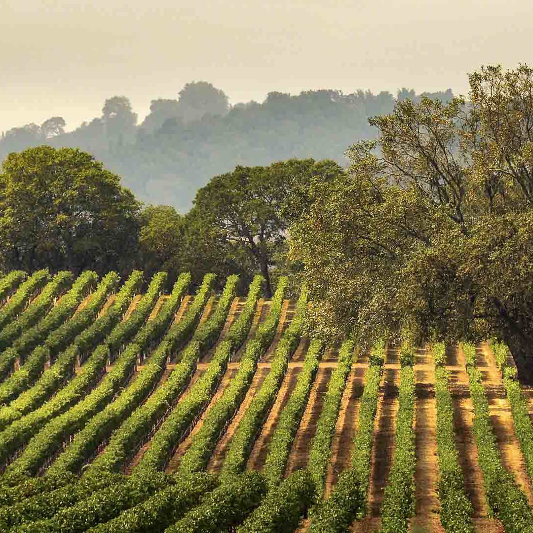 Sonoma County Holidays 2024 / 2025 Travelbag