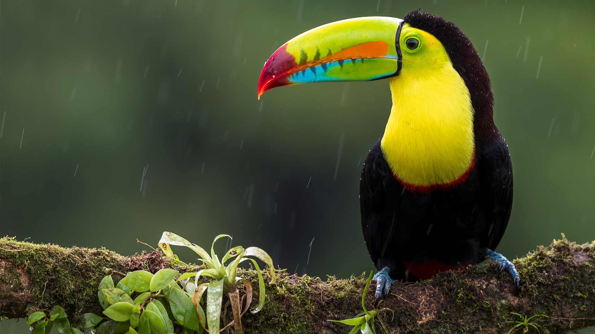 Costa Rica Holidays 2024 / 2025 Travelbag