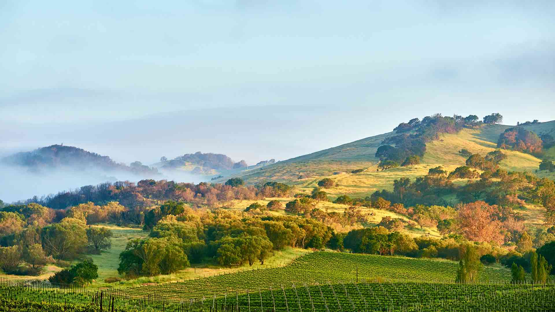 Sonoma County Holidays 2024 / 2025 Travelbag