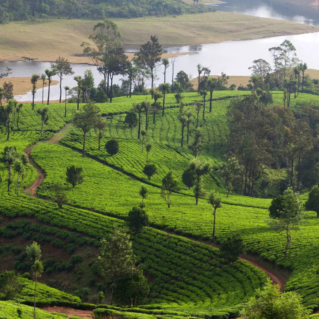 Kerala Holidays 2025 / 2026 Travelbag