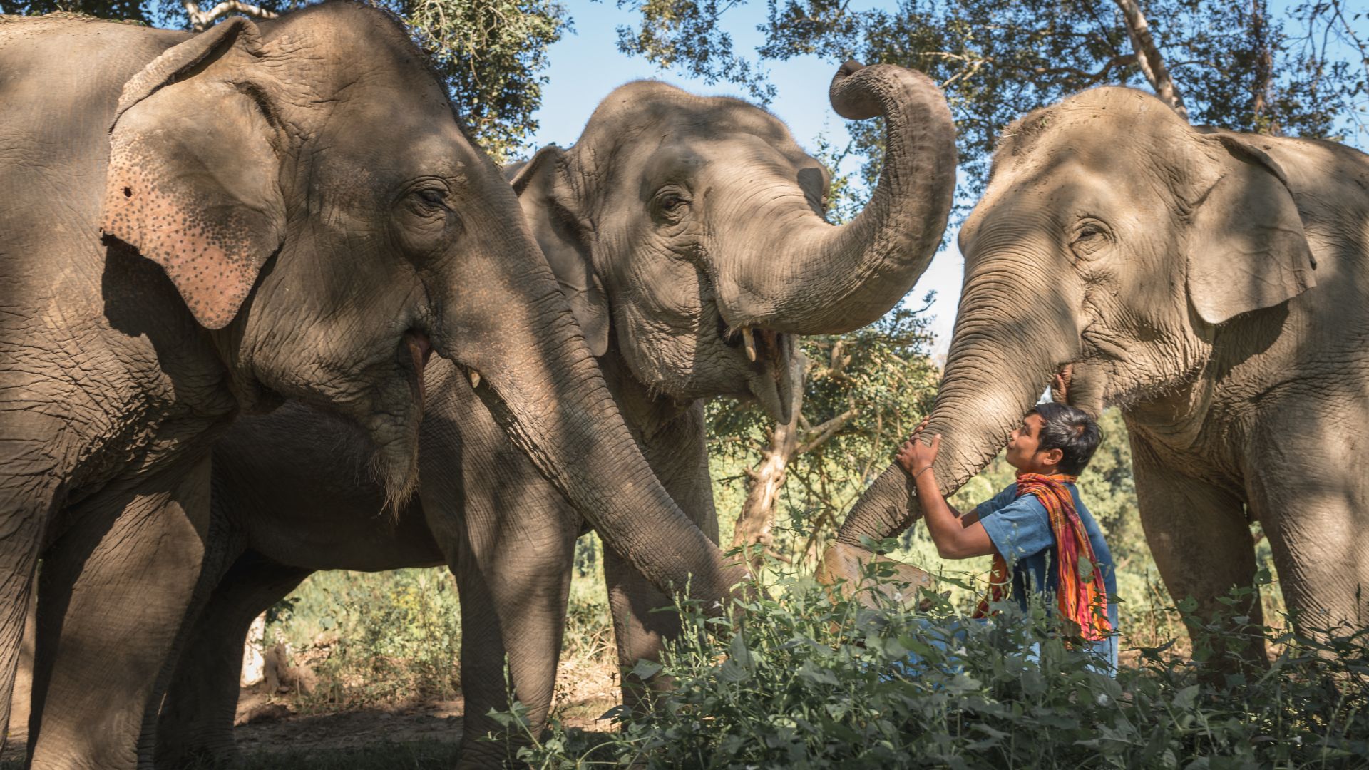 Bangkok, Chiang Mai & The Golden Triangle Elephant Camp | 2026 / 2027 ...