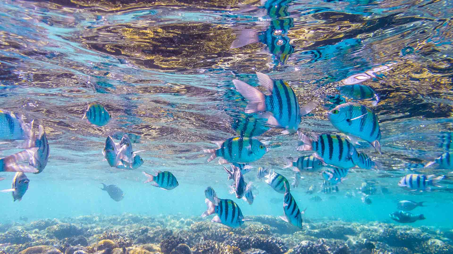 Thailand Family Holidays 2025 / 2026 Travelbag